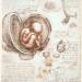 Studies of embryos